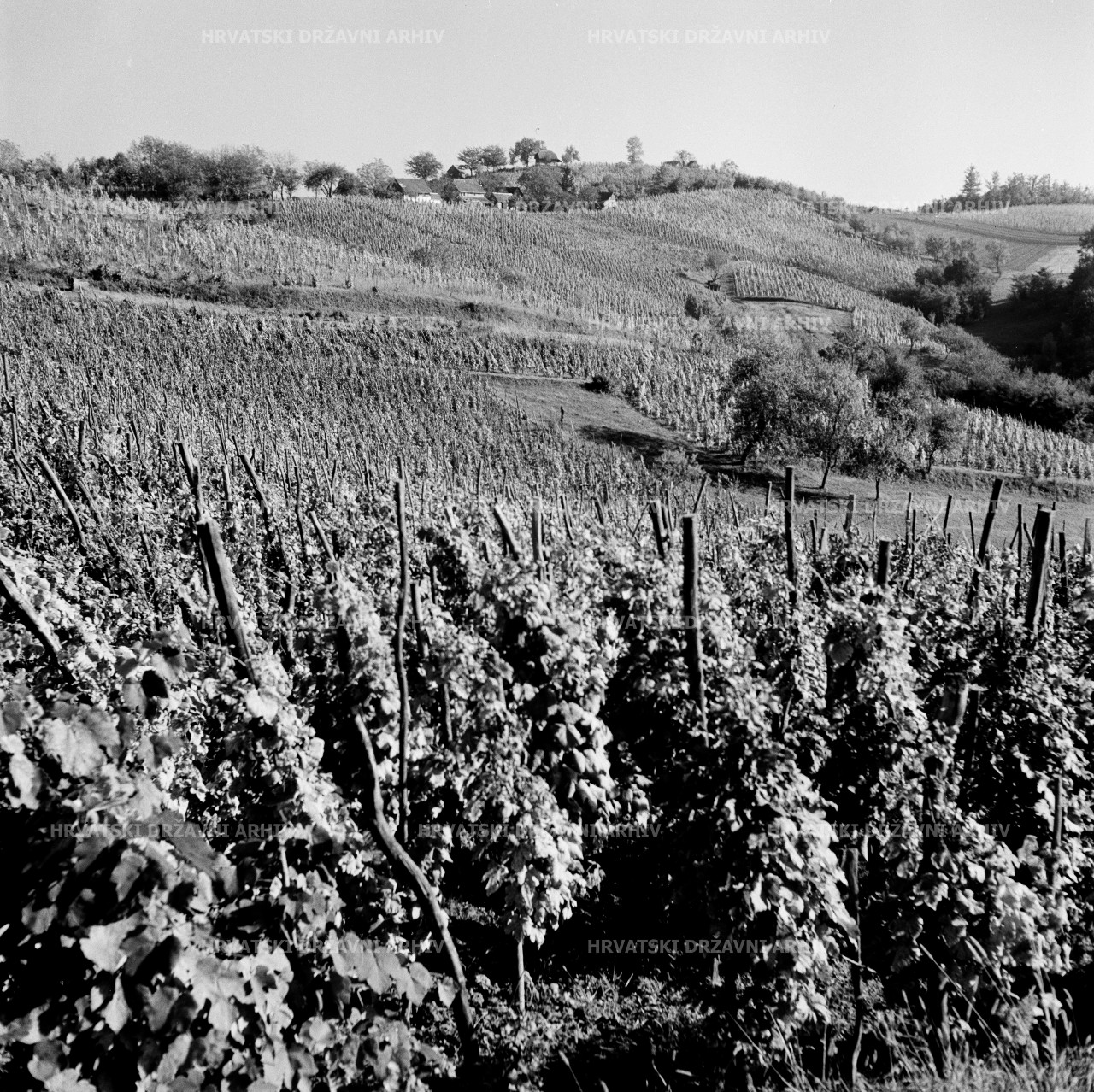 Moslavački vinogradi na kolju, 1954.