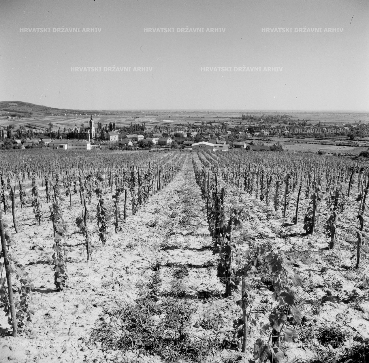 Voloder - Moslavačko vinogorje, 1962.