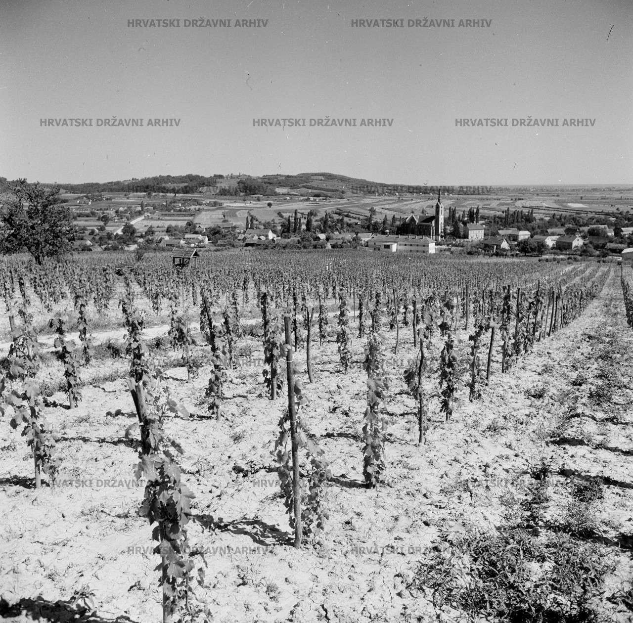 Voloder - Moslavačko vinogorje, 1962.