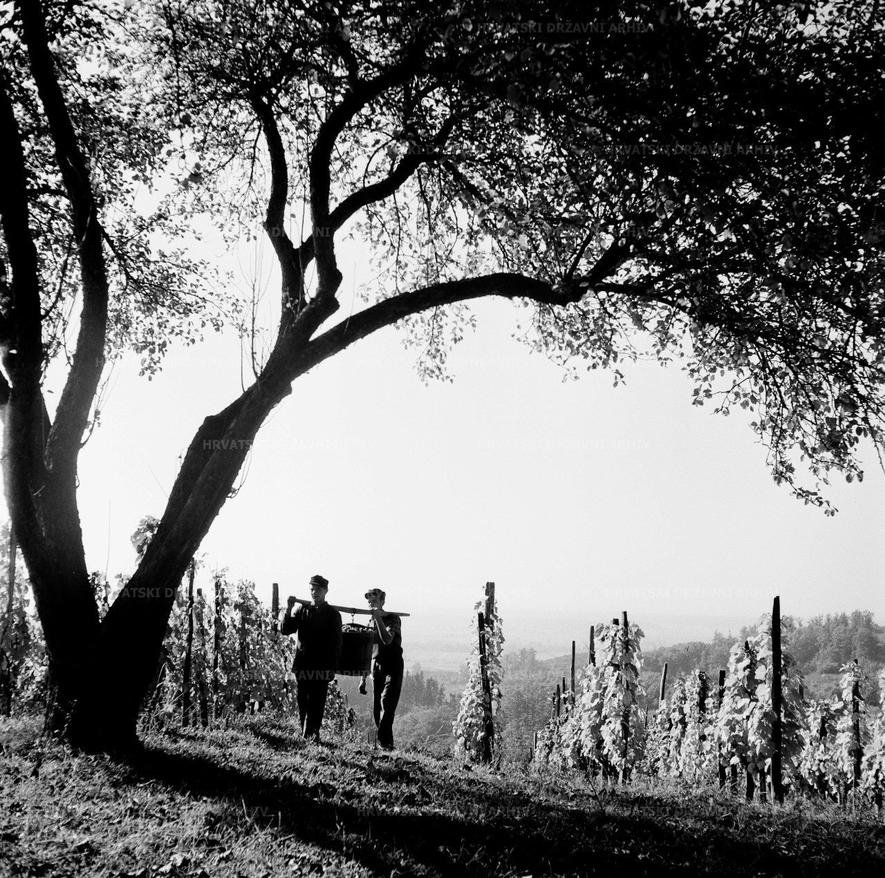 Moslavački vinogradi na kolju - radovi u vinogradu, 1954.