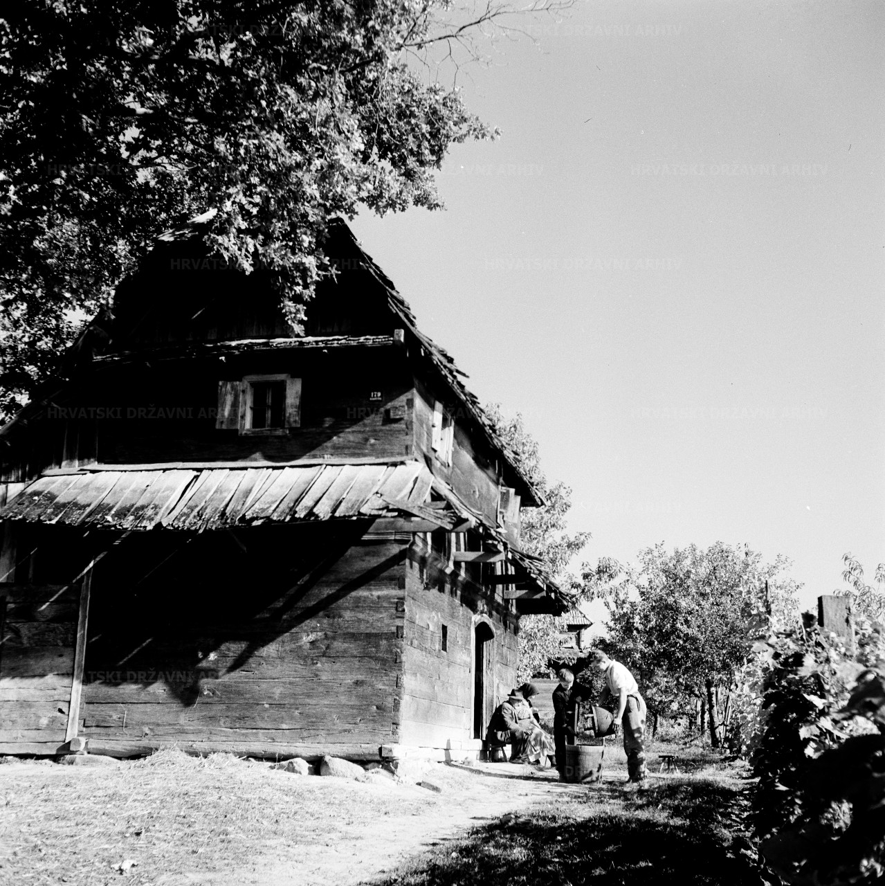 Moslavački vinogradi na kolju - radovi u vinogradu, 1954.