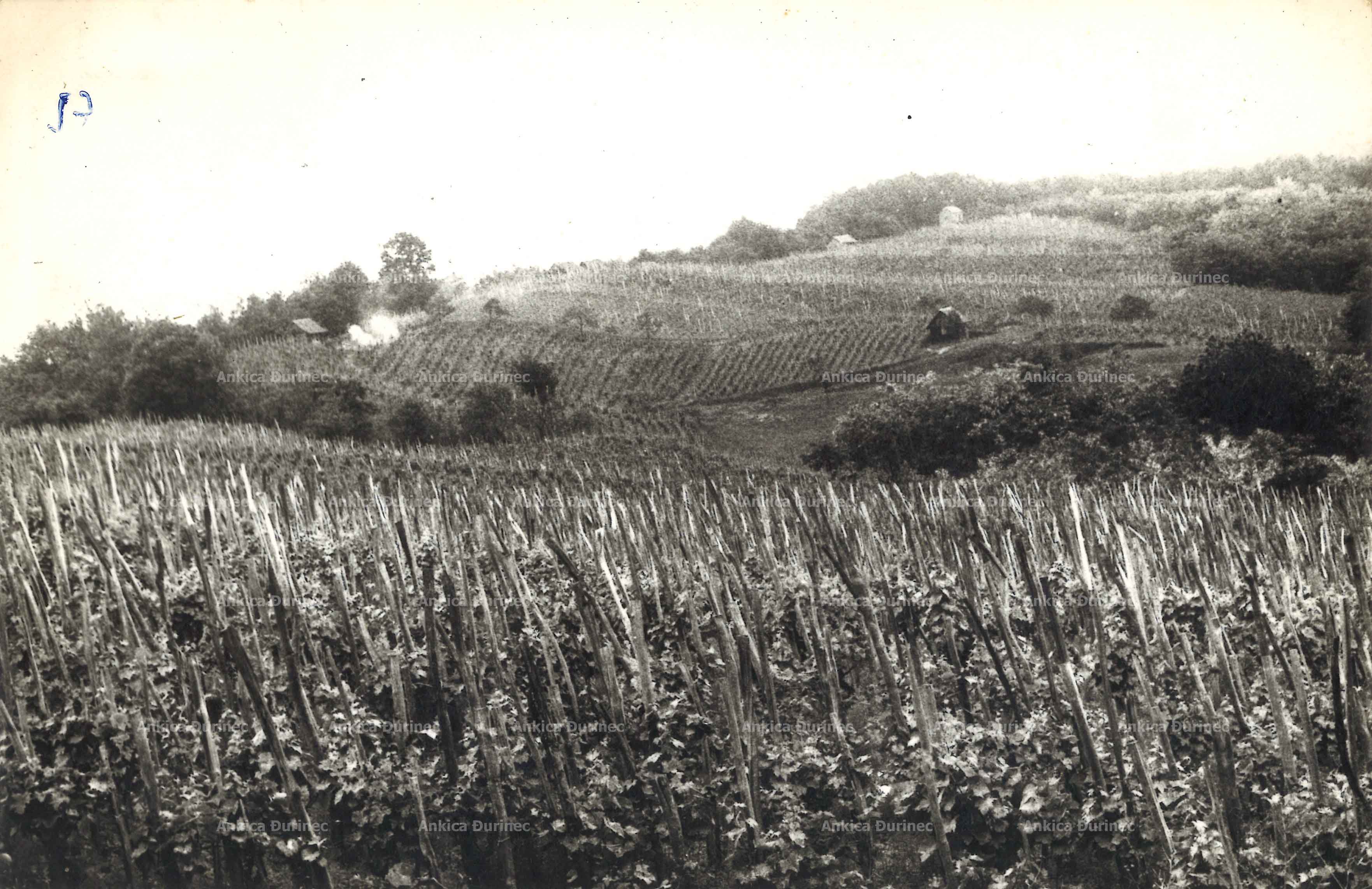 Fotografija vinograda na kolju, područje Ludine, 1957.