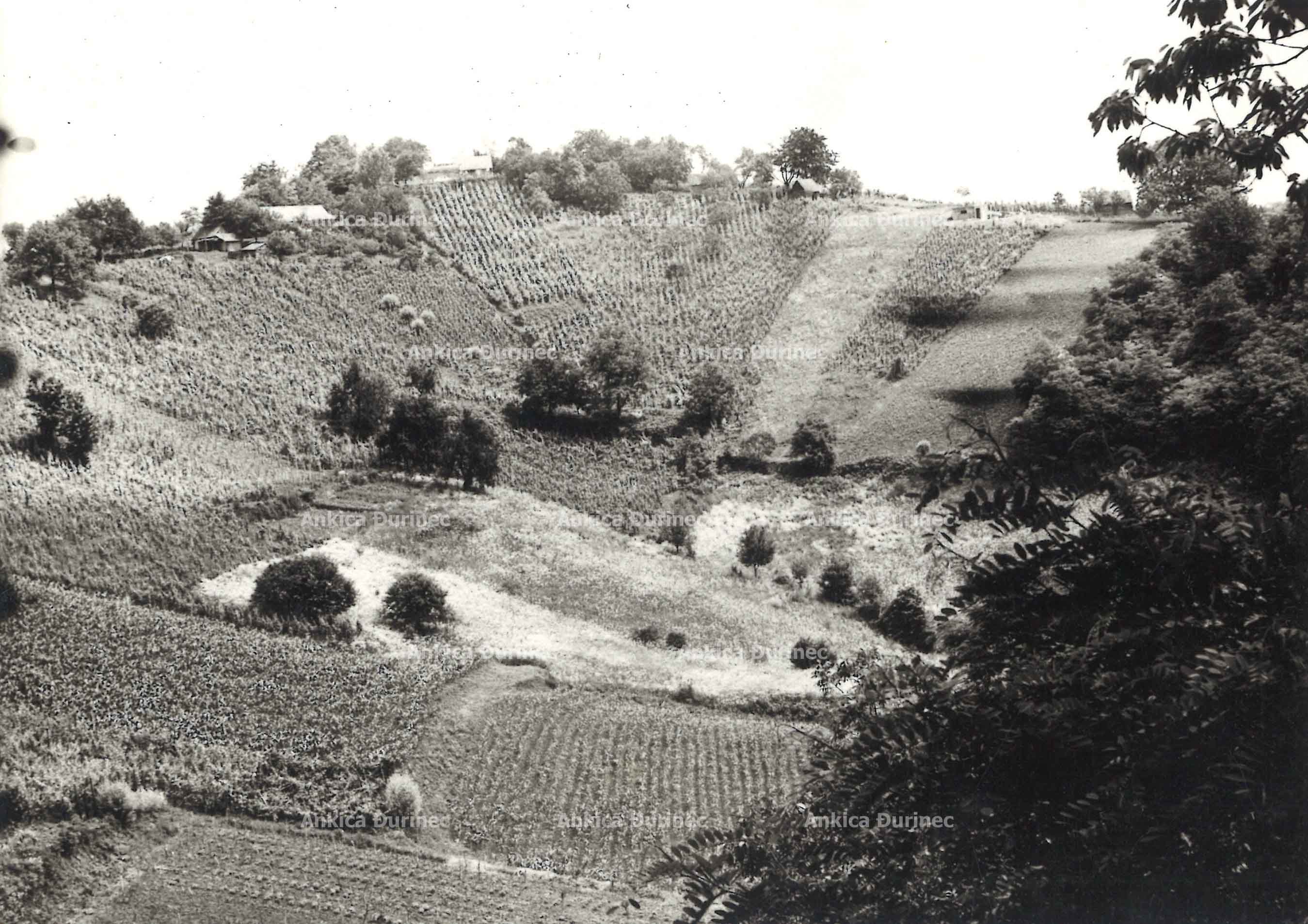 Fotografija vinograda na kolju, područje Ludine, 1957.