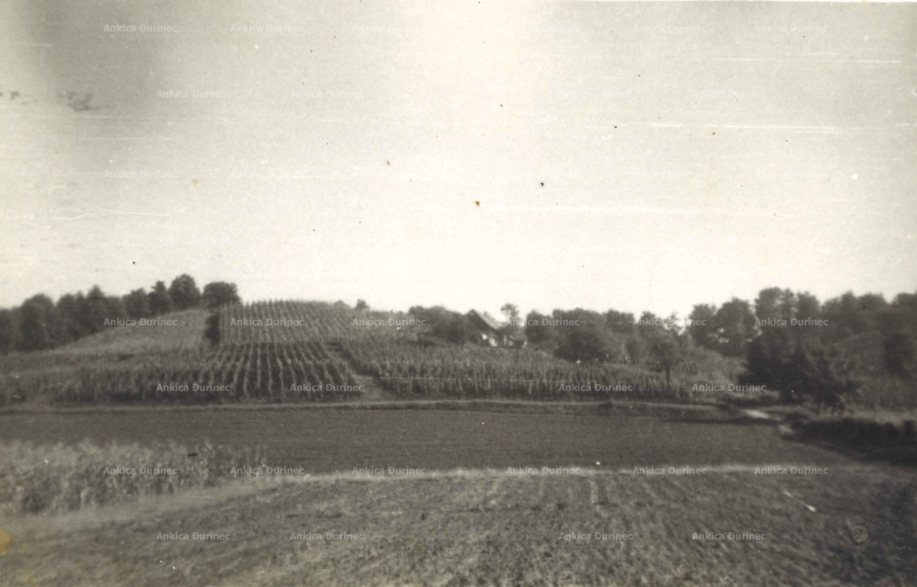 Fotografija vinograda Hrvatske vinarske zadruge moslavačkih vinogradara iz Volodera, polovica 20. stoljeća