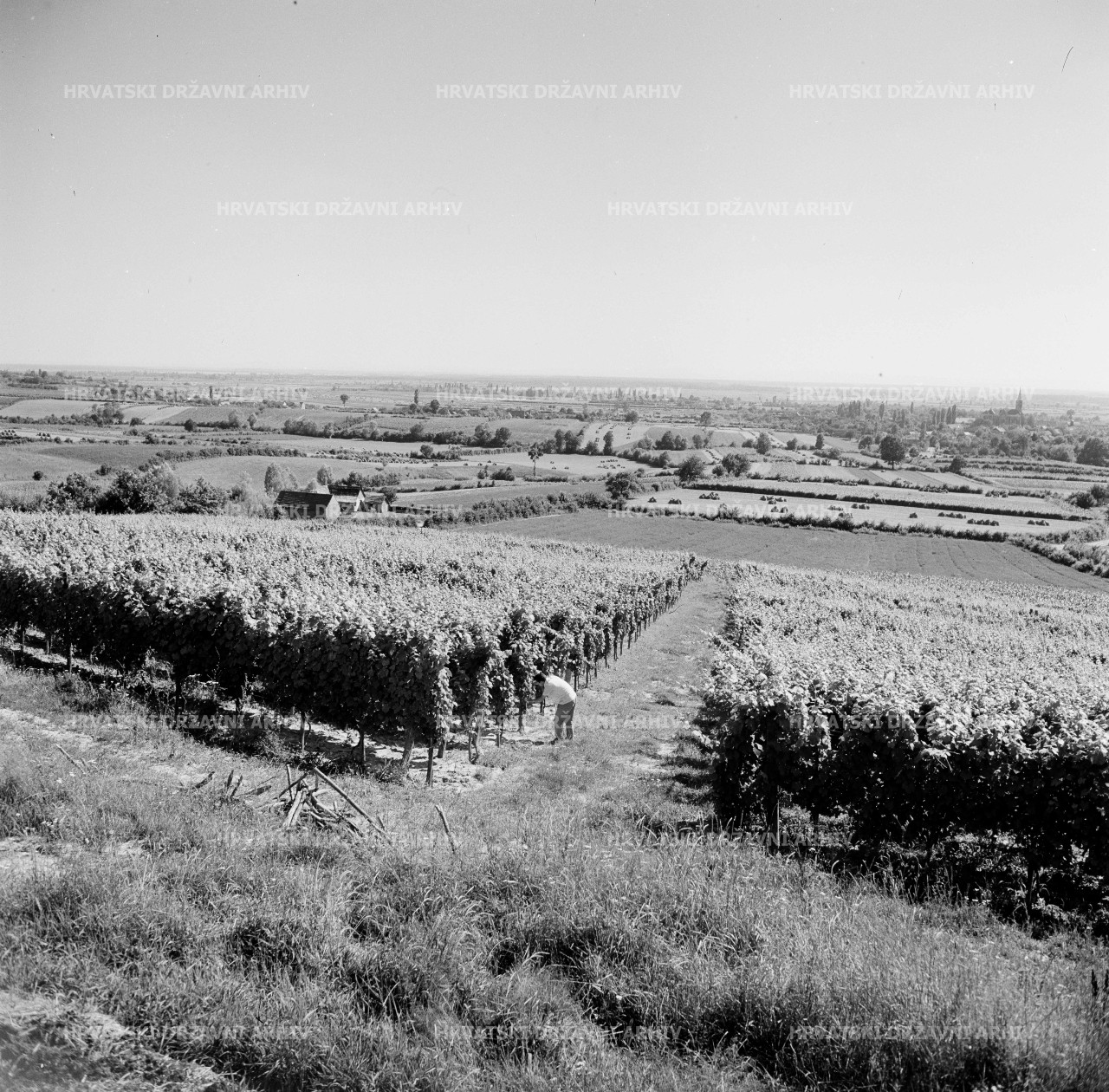 Voloder - Moslavačko vinogorje, 1962.