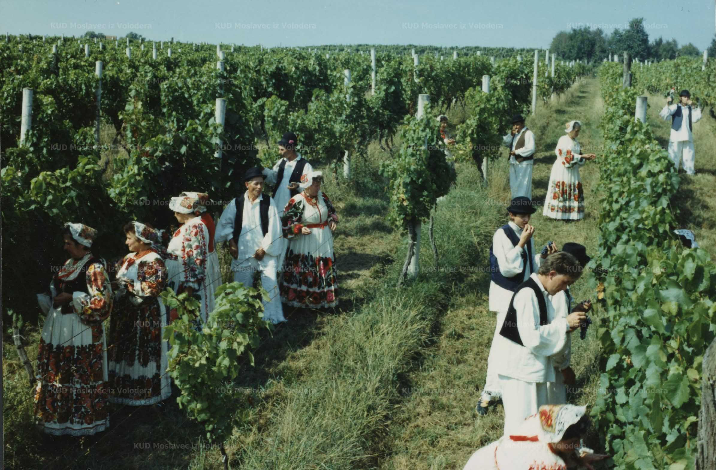 Fotografija berbe grožđa tijekom Voloderskih jeseni, 1993.