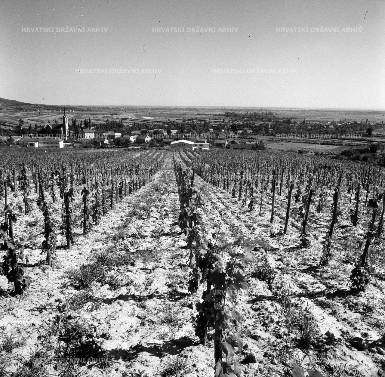 Voloder - Moslavačko vinogorje, 1962.